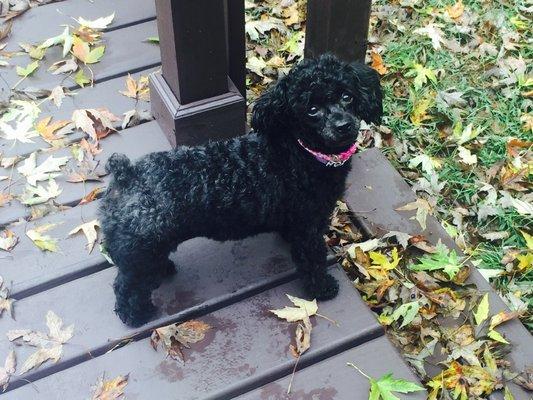 Julie Goodell, DO FACOOG