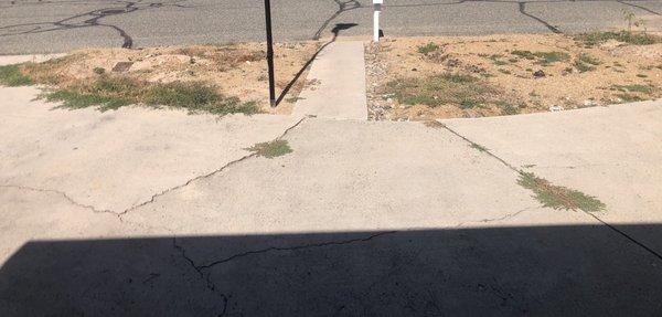 Praying Mantis Pest and Weed Control