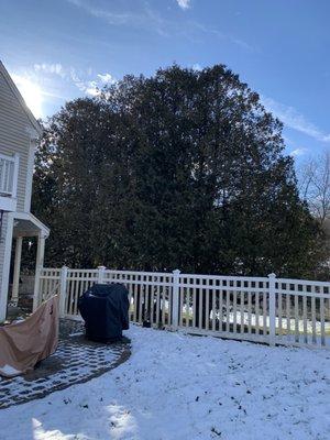 Mead Tree & Landscape