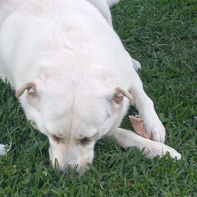 Un lockjaw Pet Friendly Accommodations