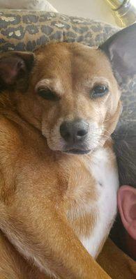 Heuberger Raymond, DVM