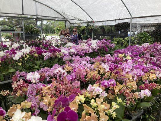 Caribbean Plants and Produce