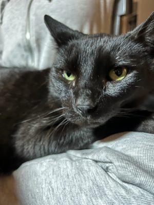 New Market Veterinary Clinic Inc