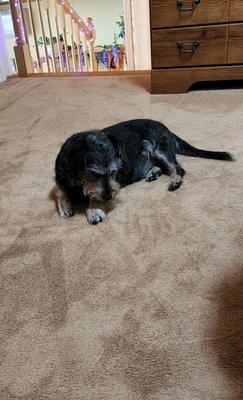 Pristine Carpet And Upholstery Cleaning