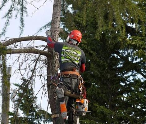 Ballard Tree Service