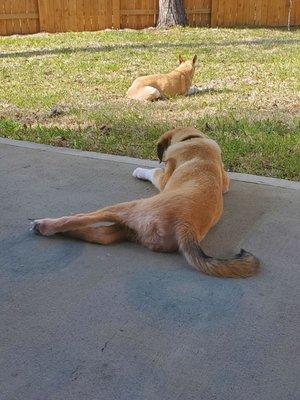 Conroe Animal Shelter