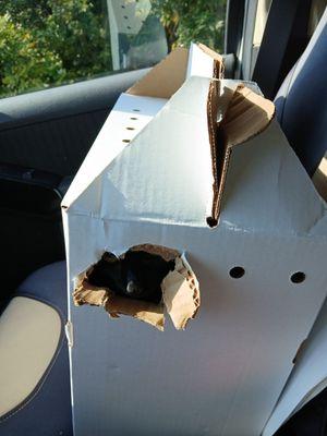 Cat Protection Society