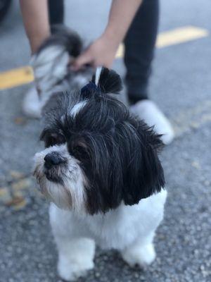 Fashion Pet Beauty Salon