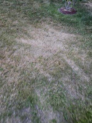 Living Water Lawn & Tree Care
