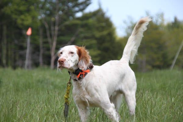 Hedgerow Kennel & Hunt Club
