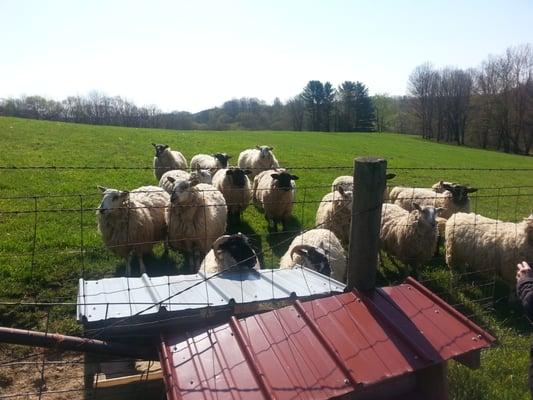 Littledale Bed and Breakfast