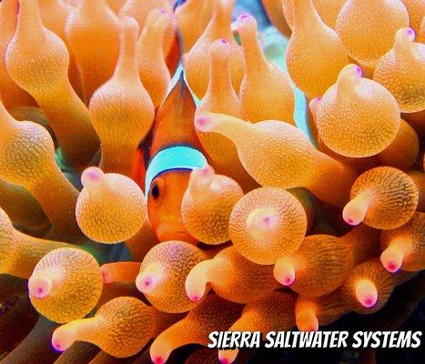 Sierra Saltwater Systems