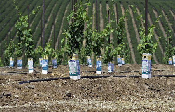 Pacific Southwest Irrigation