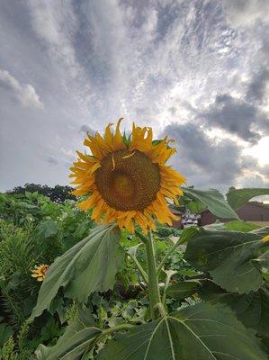 Justice Park District