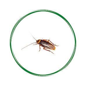 Cockroaches are our most requested pest control service.