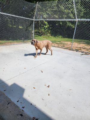 Odis taking a walk outside and enjoying some sunshine after his nap at doggie daycare.