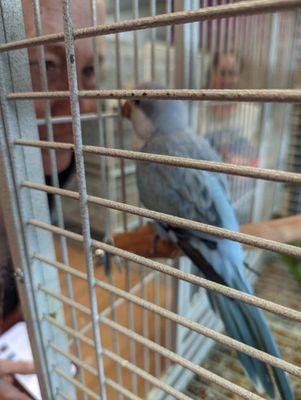 So excited Found my baby can't wait still behind handfed but in two weeks Zazu will be home