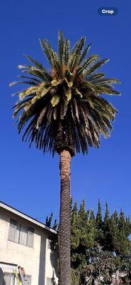 Before the tree trimming, Everardo said he would need to trim the bark, dead leaves, etc.