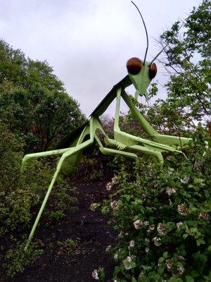 Annabelle the Praying Mantis