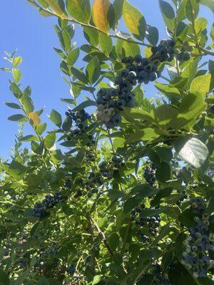 Radke's Blueberries