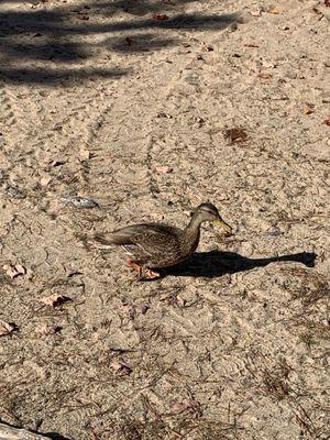 The friendly duck on the beach