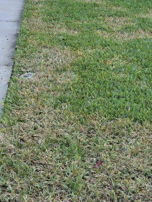 He's supposed to be taking care of this yard