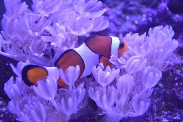 Sea Critters Depot