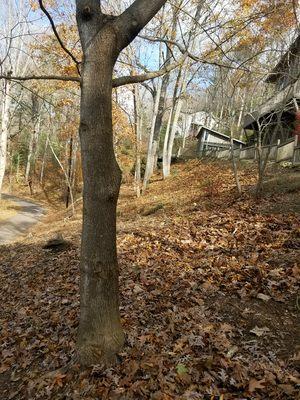 Anthony's Lawn and Yard