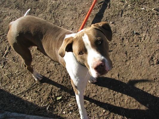 Little Monsters Pet Sitting and More