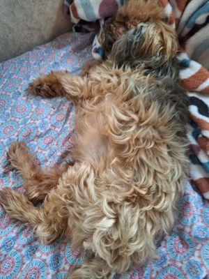 Paco..very ill because of Planned Pethood in Zephyrhills and Wesley Chapel! Run!