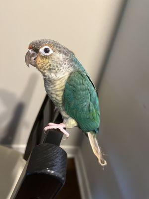 Conure