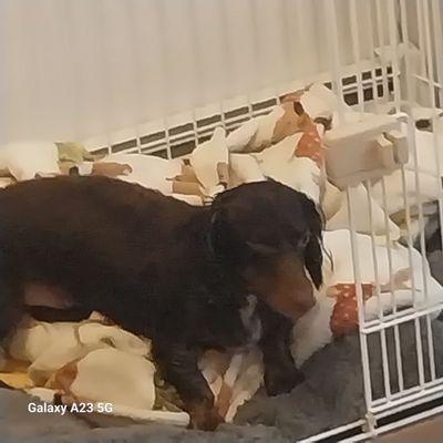 Classy Lassies Mobile Dog Grooming