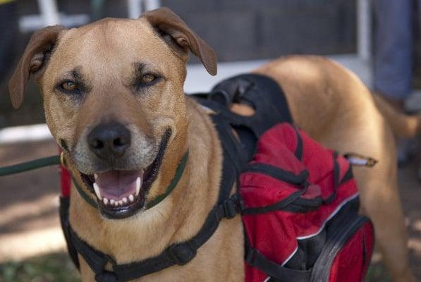 Hiking and Backpacking is offered for our calmer dogs and canicross is great for dogs that aren't yet trustworthy off leash.