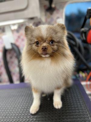 Forever Whiskers Mobile Grooming