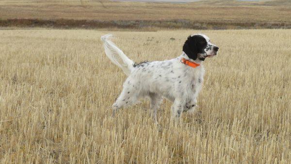 Best Friends Animal Hospital