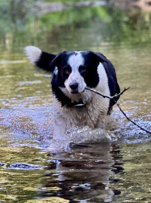 Bear playing in the river