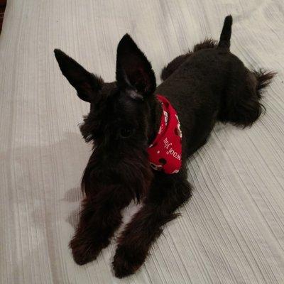 Rogers Bark Pet Salon