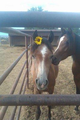 Fatty Horse Boarding