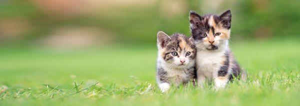 Cat Sense Feline Hospital and Boarding