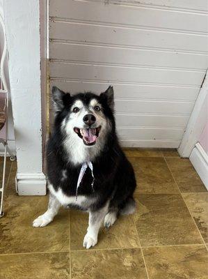 Emmy's Pampered Pooch