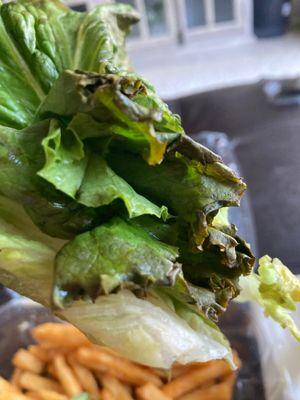 Wilted over expired lettuce.