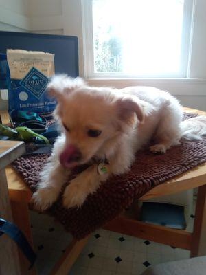 Pawsitive Personal Pet Care