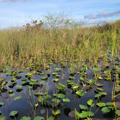 Miccosukee Indian Village