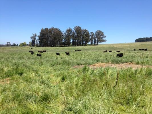 Turner Grass Fed Beef