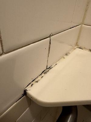 Mold in my shower