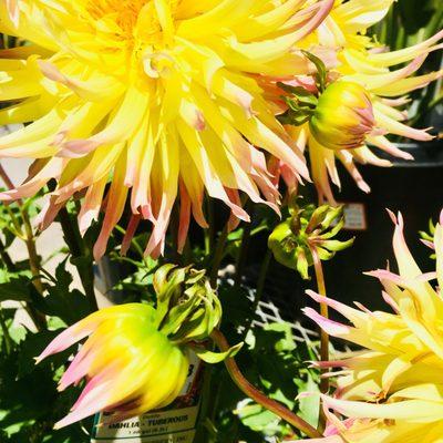 Town of Portola Valley