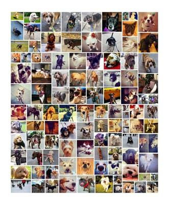 Bark Ave Dog Walkers