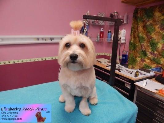 Elizabeth's Pooch Pizazz