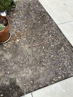 That's how they keep the Growns