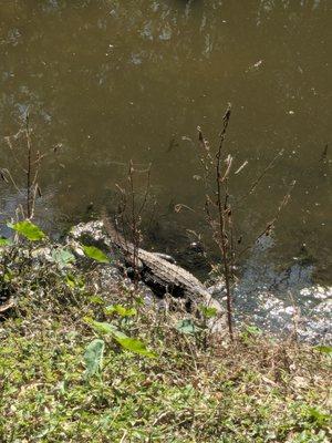 Gator that we've seen in the area